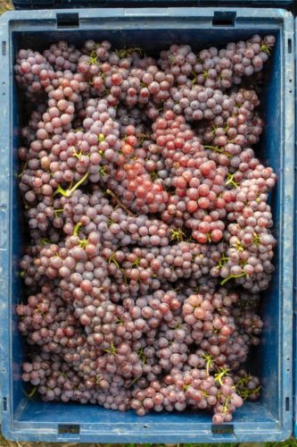 Souvignier Gris 2021 net geplukt